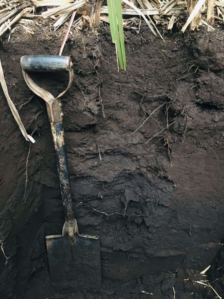 1. 10 Soil profile in green cane. N Mkhonza-min