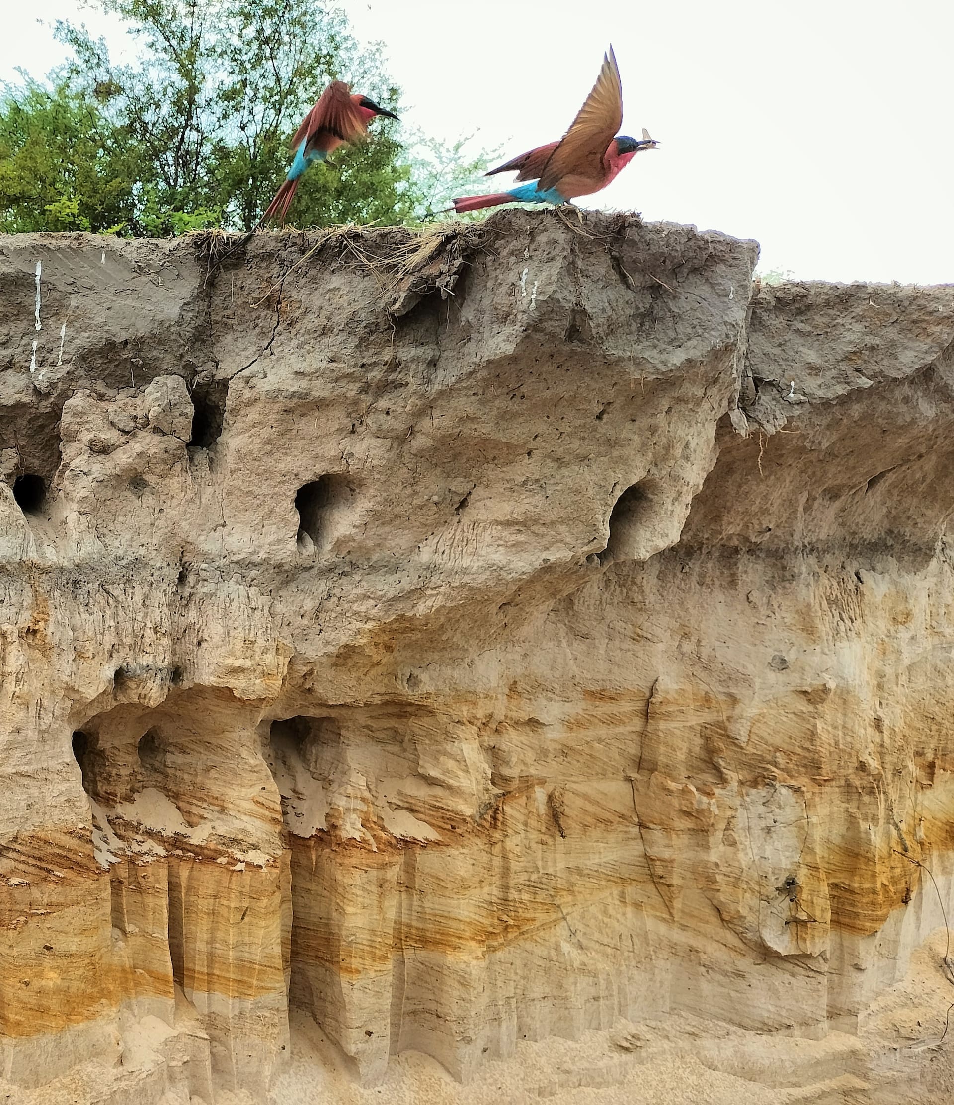 1. Dundee and Carmine Bee-eaters (J van Tol)-min