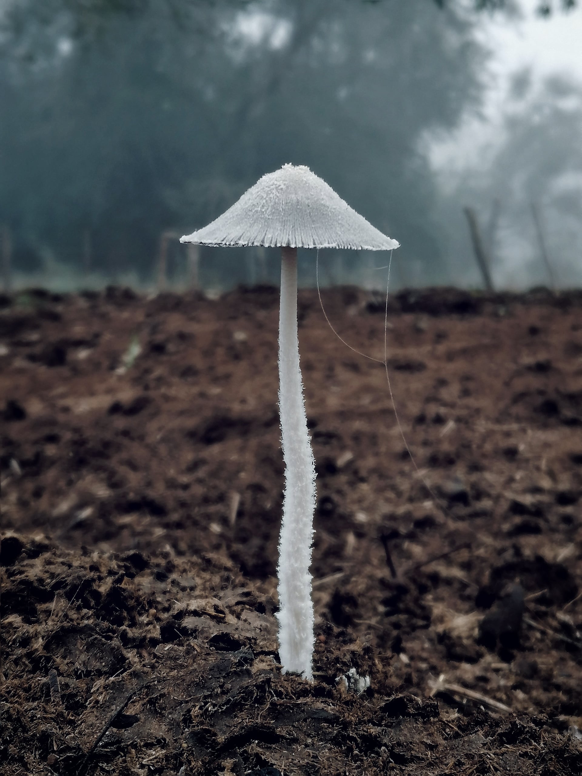 4 Life after rain (G Cornish)-min