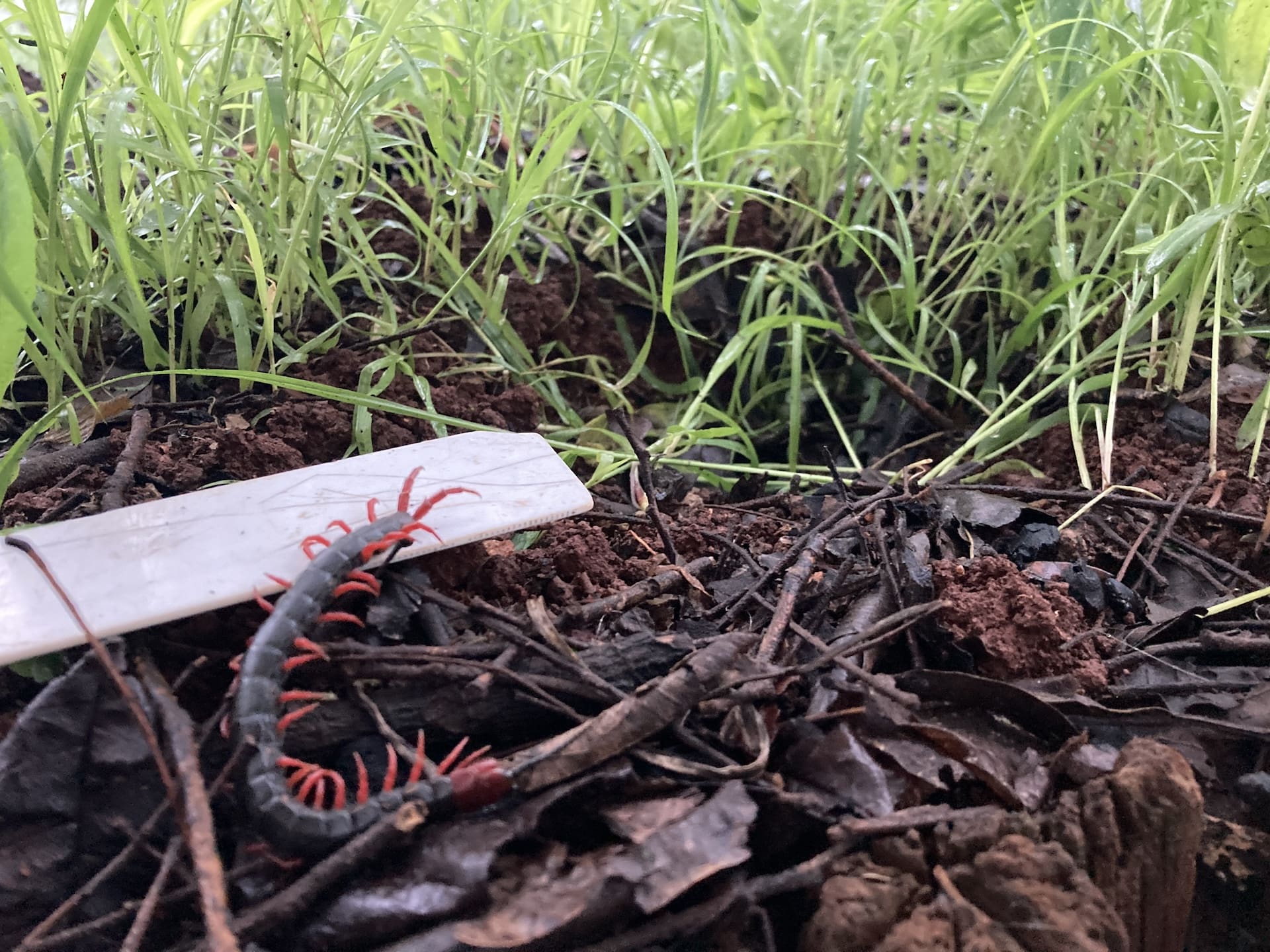 Centipede exploring cover crops (C Swanepoel)-min